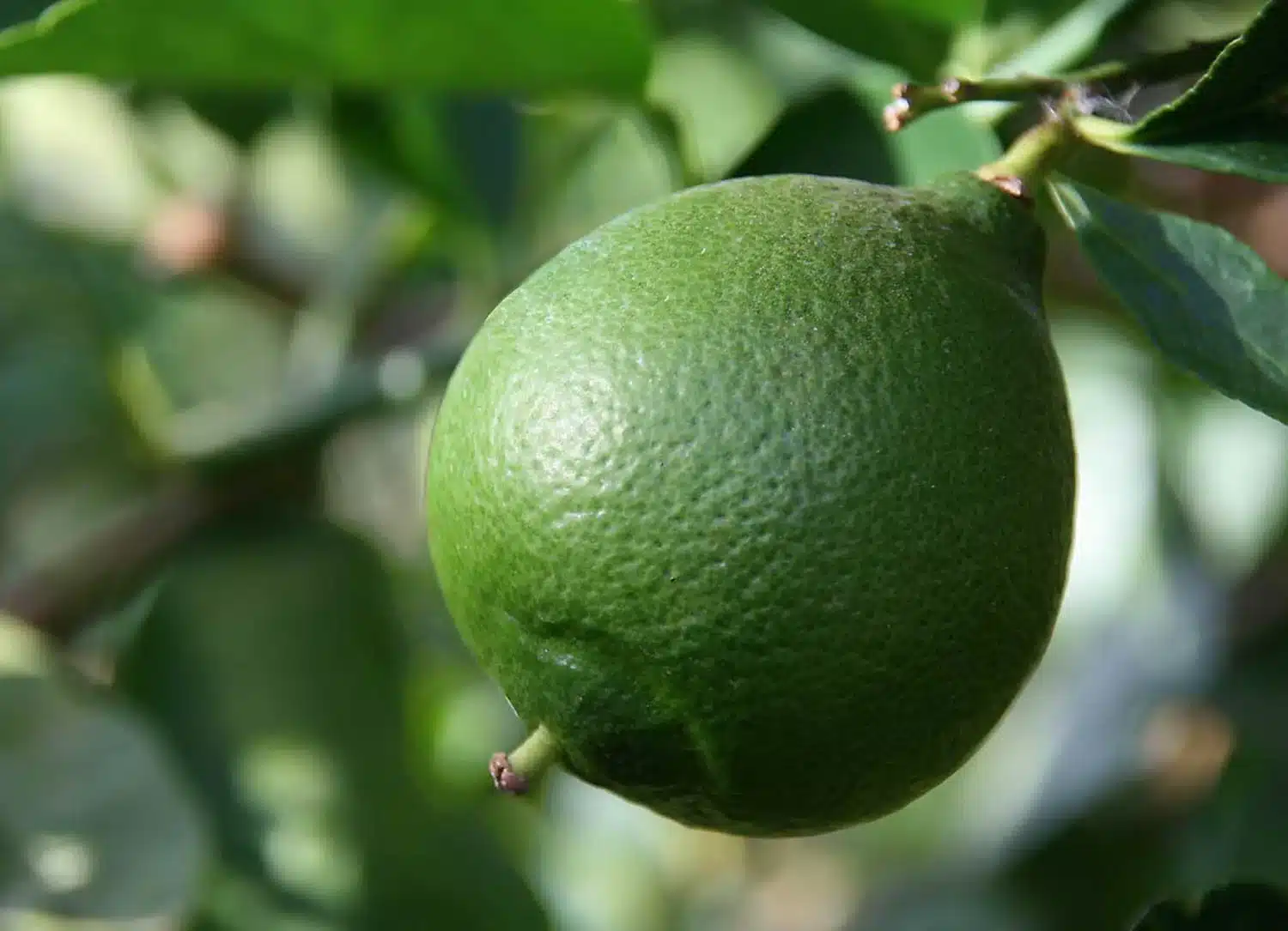 Citron noir d’Iran – Image 3